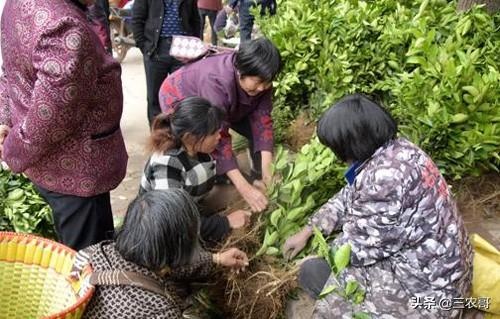 农村夏天做什么生意赚钱？一篇文章带你了解如何在炎炎夏日找到赚钱新途径