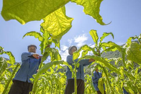 湖北农民如何利用现代农业技术赚钱？—探讨湖北省农业产业升级与农民增收新路径