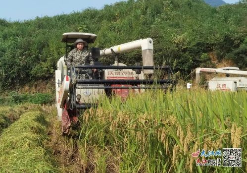 农活视频热潮，探寻最赚钱的农业项目，助力乡村振兴