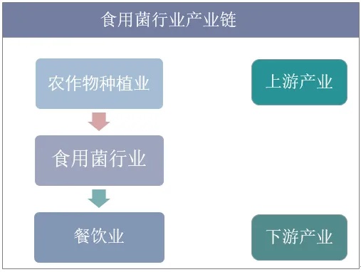 探索新机遇，如何利用现代科技和市场需求，通过菌类产业实现盈利