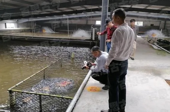 水产养殖项目大盘点，如何选择适合自己的赚钱方式