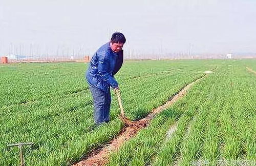 农民做什么赚钱视频 农民做什么赚钱视频最好