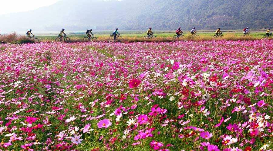 鲜花小镇，在花海中赚钱的职业选择