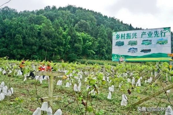 农村致富项目，挖掘乡村特色，打造绿色产业