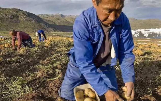 老农民如何通过创新农业经营模式实现增收致富