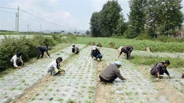 中江农村创业指南，探索最快赚钱的途径