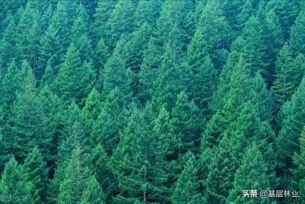 树林下的秘密商机，探索与利用自然的盈利之路