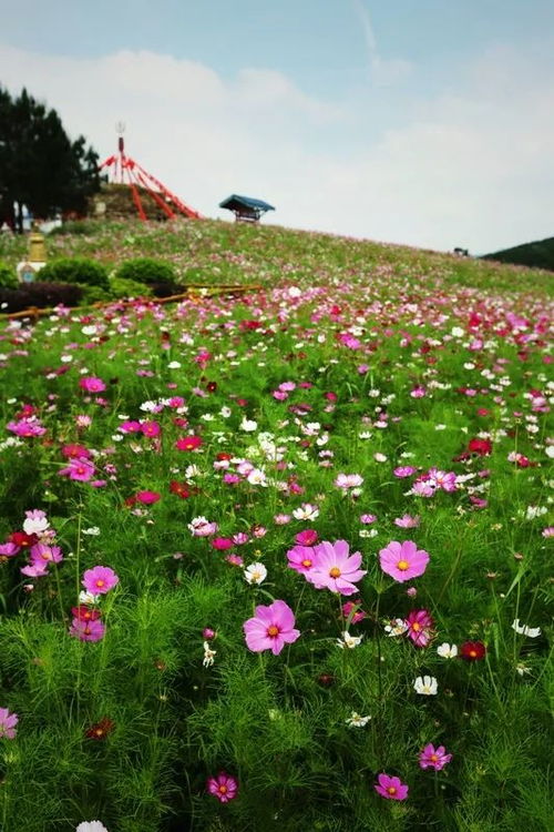 小满节气商机，挖掘赚钱项目，抓住季节风口