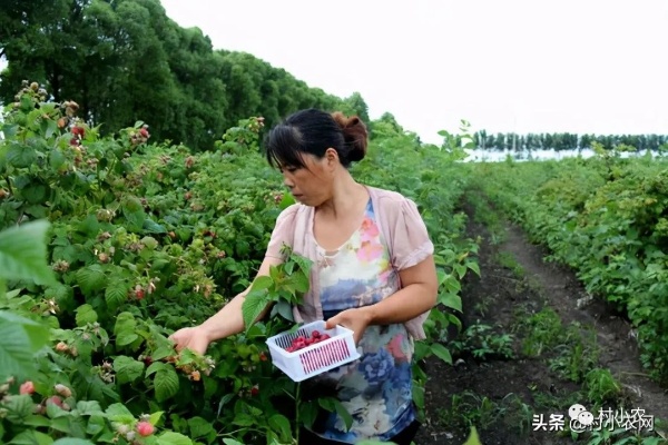 郾城区农村做什么赚钱？