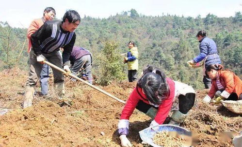 种植什么作物最赚钱？—探讨快速高收益的农业种植项目