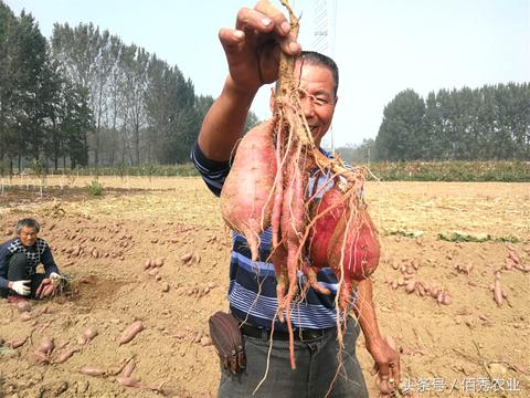 过年手机上赚钱的八大途径，让你轻松赚取丰厚红包