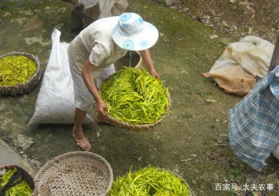 农村做什么手工菜赚钱