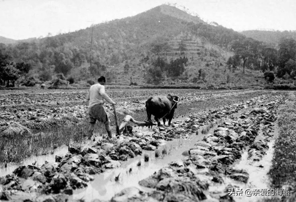 80年代的农活赚钱之道，传统与创新并存