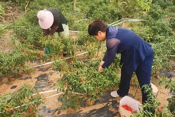 河南农村致富新路，探索多元化经济发展模式