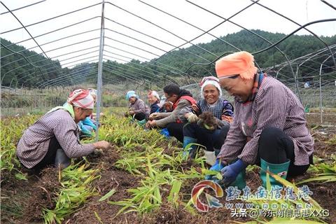 秋天在农村做什么赚钱？