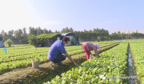 洪湖农村创业致富，新农业模式助力乡村振兴