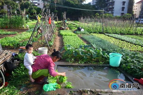 冬天农村做什么生意赚钱？打造绿色生态休闲农业新天地