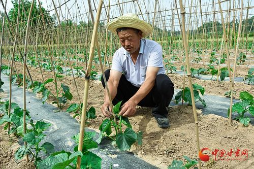 靠山地区如何发展特色产业实现增收致富？—以广西壮族自治区桂林市为例