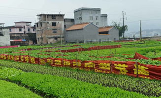 城里空地做什么项目赚钱