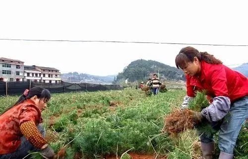 柳州农民做什么好赚钱？