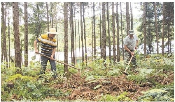 林下做什么经济项目赚钱