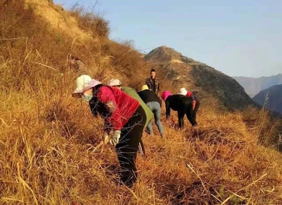 在荒山上做什么赚钱？