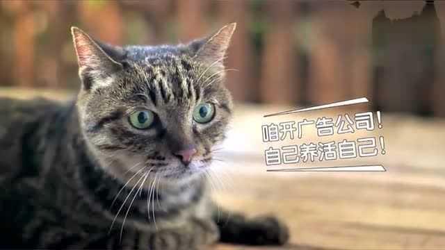 猫咪经济，养猫后的创业新思路