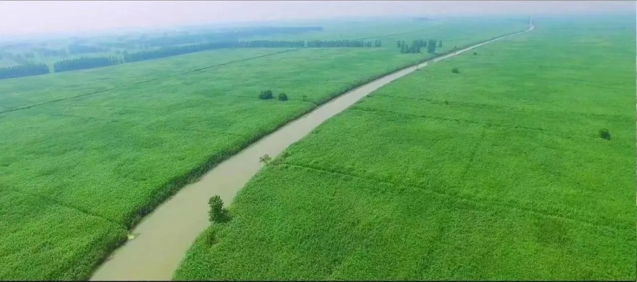 芦苇滩涂，挖掘绿色财富，打造可持续发展产业之路