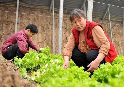 女孩在地里做什么赚钱？