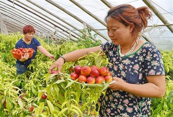 农民如何选择适合的产业以实现增收致富