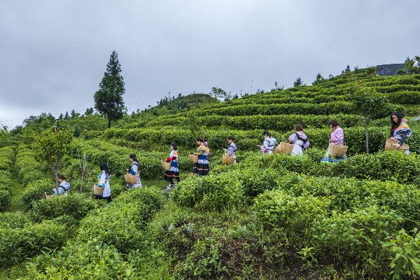 贵州山区地方做什么赚钱