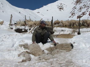 2008雪灾做什么最赚钱