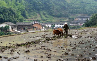 小满时节，农民忙碌的身影