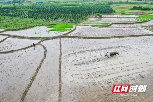 小满时节，农民忙碌的身影