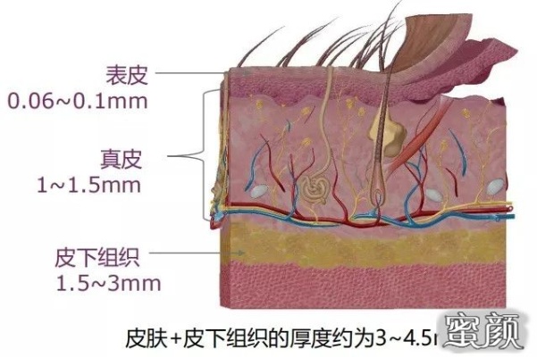 结缔皮做什么最赚钱？