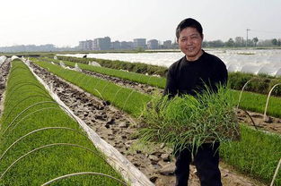 农民做什么苗木赚钱 农村苗木种植发展前景