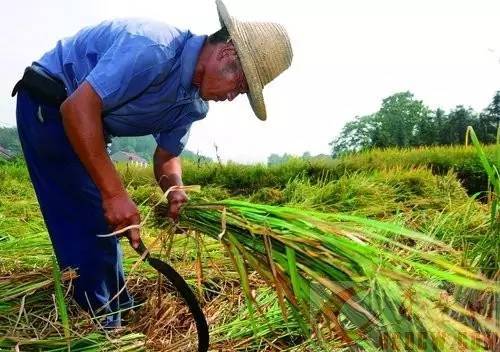 租田做什么赚钱 租田种地