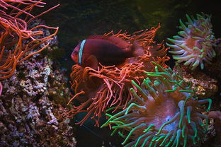 水族馆里的财富，从蓝色海洋到绿色经济