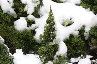 大雪附近做什么生意好赚钱？