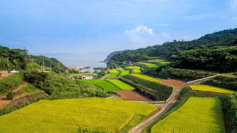 回归乡镇，重新寻找人生定位，探讨在乡村振兴中发挥作用的职业选择